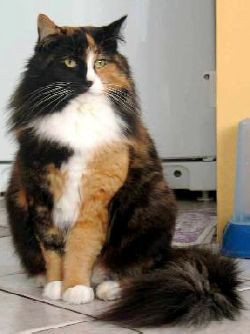 EC Calen Tula Zwyciezca Troli, PL